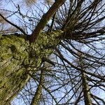 Larix sibirica Hábito