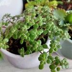 Crassula expansa ഇല