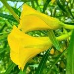 Cascabela thevetia Çiçek