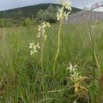 Orchis provincialis Elinympäristö