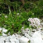 Valeriana apula 花