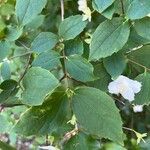 Philadelphus pubescens 叶