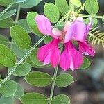 Indigofera heterantha Flower