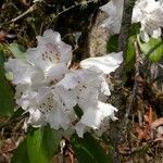 Rhododendron campanulatum Blodyn