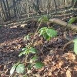 Rubus macrophyllus Blad