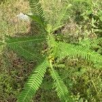 Sesbania herbacea Leaf