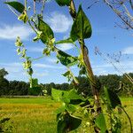 Fallopia dumetorum Folha