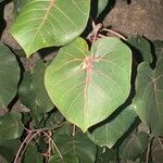 Ficus abutilifolia Φύλλο