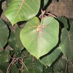 Ficus abutilifolia Blatt