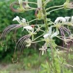Tarenaya spinosa Flower