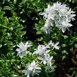 Pimelea