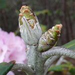 Rhododendron uvariifolium Hoja