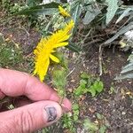 Sonchus arvensisЦвят