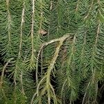 Picea breweriana Folha