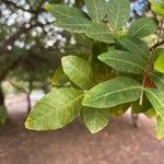 Schinus terebinthifolius Leaf