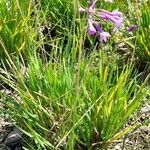 Tulbaghia violacea Habitatea