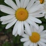 Leucanthemum heterophyllum 花