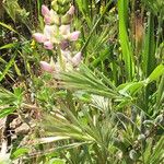 Lupinus densiflorus Plante entière