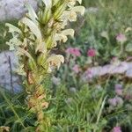 Pedicularis comosa Flor