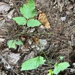 Rubus hispidus Yaprak