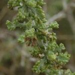 Artemisia barrelieri Other