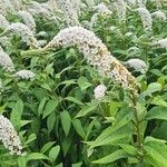 Lysimachia clethroides Blomma