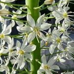 Eremurus robustus Fleur