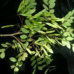 Dalbergia pinnata অভ্যাস