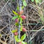 Commiphora madagascariensis Плод