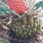 Encephalartos ferox Azala