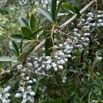 Berberis glaucocarpa Frucht