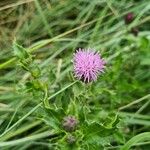 Cirsium arvenseFlower