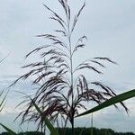 Phragmites australisFleur