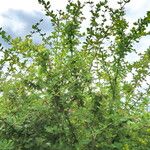 Berberis aggregata Habit