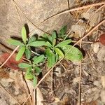 Trifolium arvenseBlad