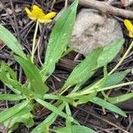 Ranunculus glaberrimus 葉