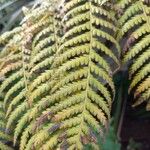 Dicksonia antarctica 葉
