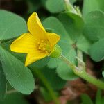 Oxalis suksdorfii Fiore