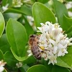 Ligustrum ovalifolium 花