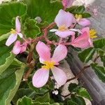 Begonia hirtella 花