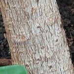 Ficus pertusa Bark