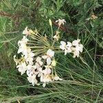 Pelargonium alchemilloides 花