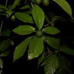 Randia armata Fruit