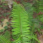 Polystichum munitum Altro