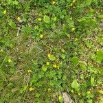 Potentilla canadensis Blomst