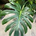 Monstera deliciosaList