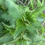 Urtica dioica Leaf