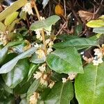 Elaeagnus pungens Blatt