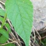 Agastache rugosa برگ