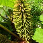 Gunnera tinctoria Blüte